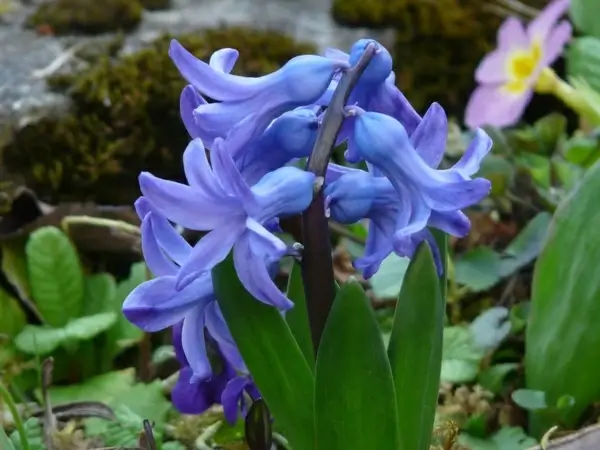 garden hyacinth hyacinthus orientalis hyacinth