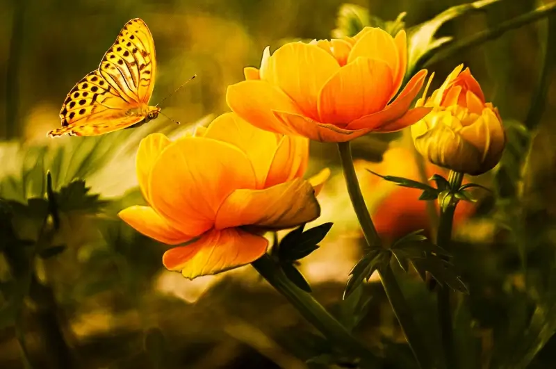 garden picture backdrop elegant blooming flowers butterfly 