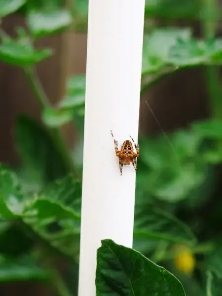 garden spider
