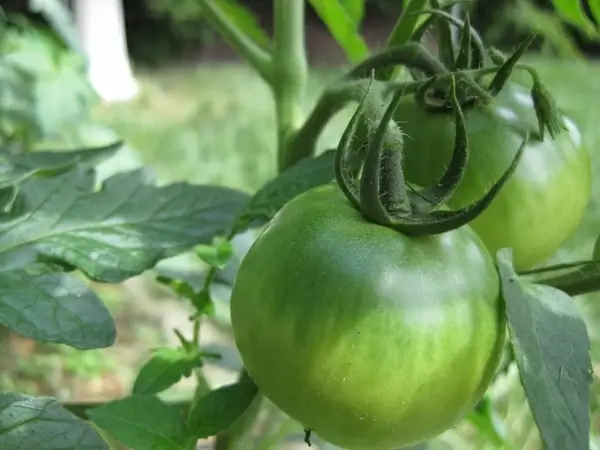 garden tomatoe green tomatoes