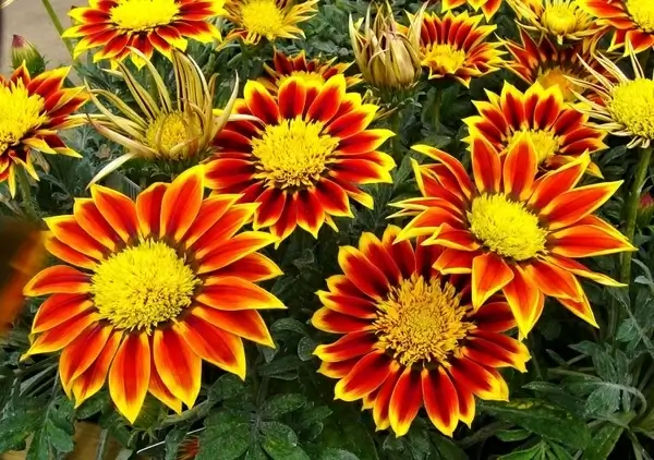 gazanias flowers garden plant