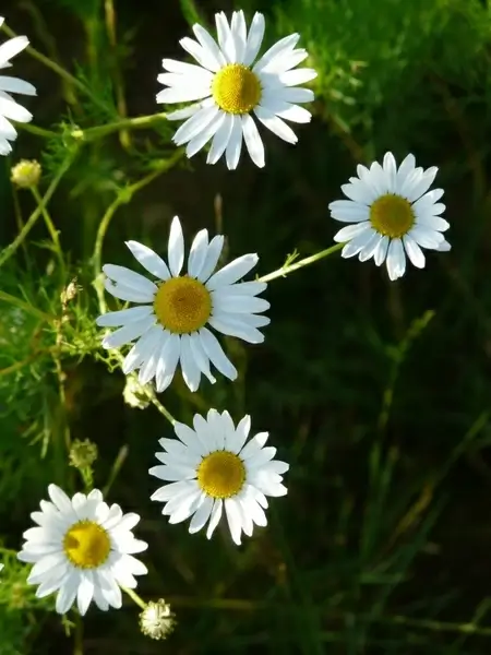 genuine chamomile matricaria chamomilla chamomile