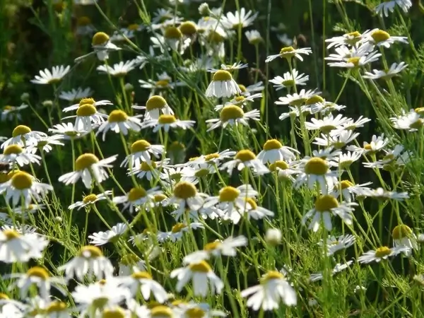 genuine chamomile matricaria chamomilla chamomile