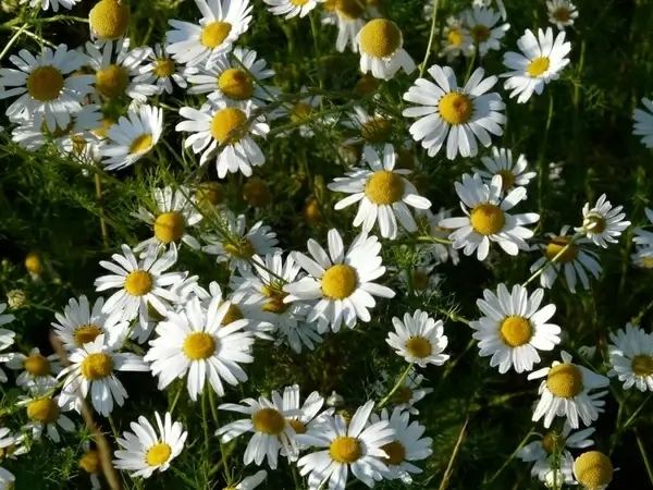 genuine chamomile matricaria chamomilla chamomile