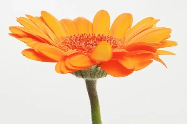 gerbera germini flower