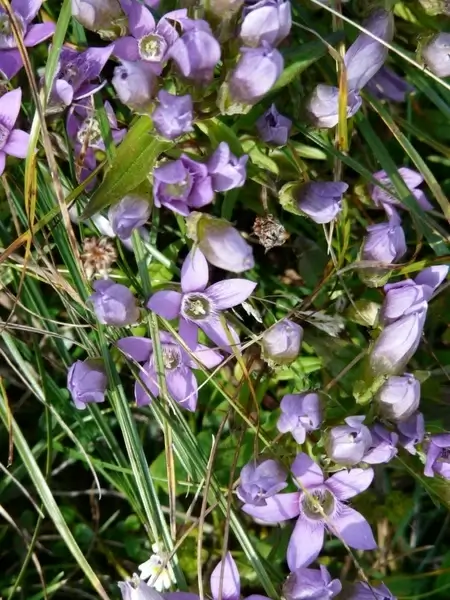 german fransenenzian gentian flower