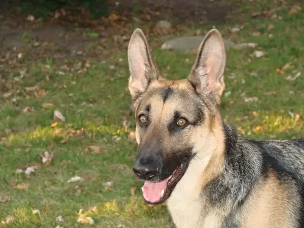 german shepherd