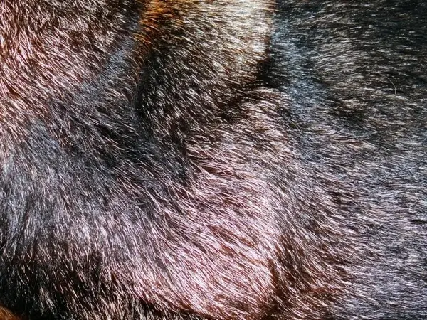 german shepherd fur 1