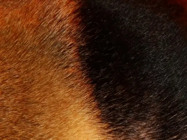 german shepherd fur 2