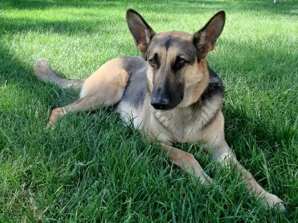 german shepherd sitting animal