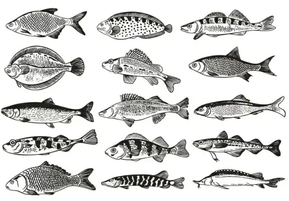 germany fish monochrome illustrations vector