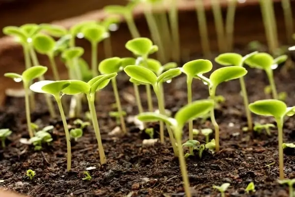 germination plant picture