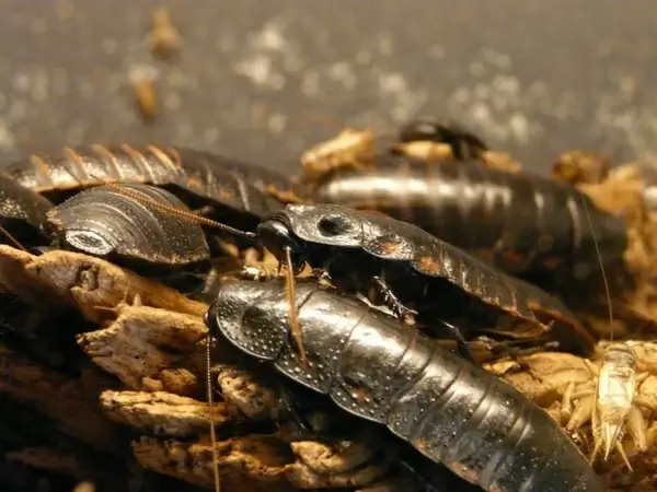 giant hissing cockroach hissing cockroach scrape
