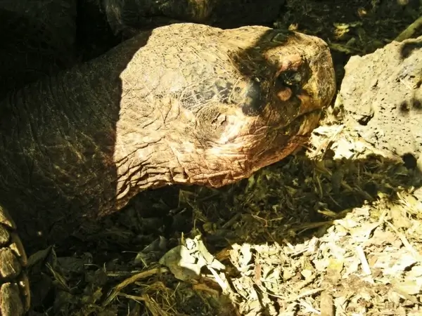 giant tortoise head
