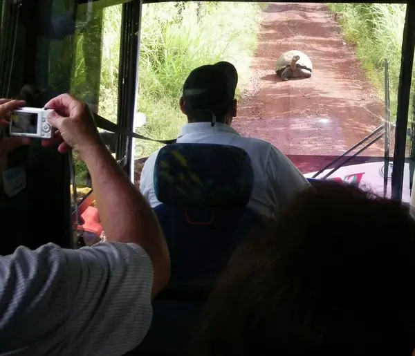 giant tortoise in the road