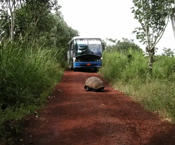 giant tortoise in the road