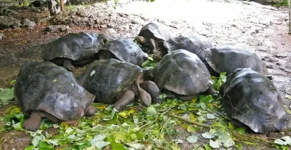 giant tortoises