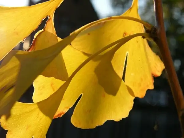 gingko journal leaves
