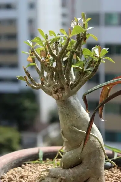 ginseng benjamin potted plant apartments