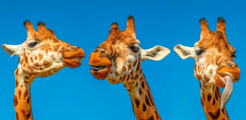 giraffe herd picture cute closeup face