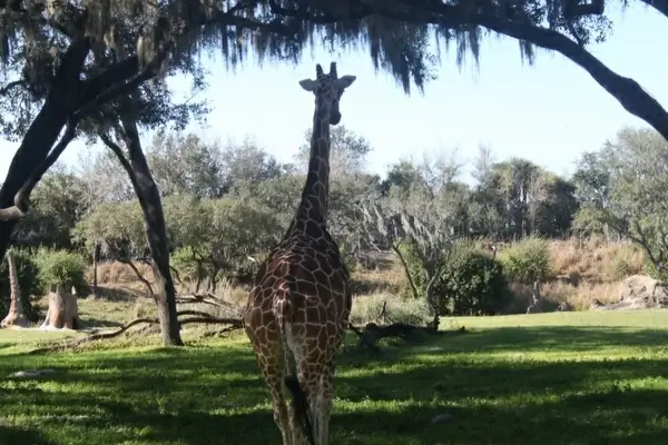 giraffe safari wild