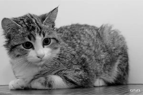 gizmo_en_nampb_514769.webp