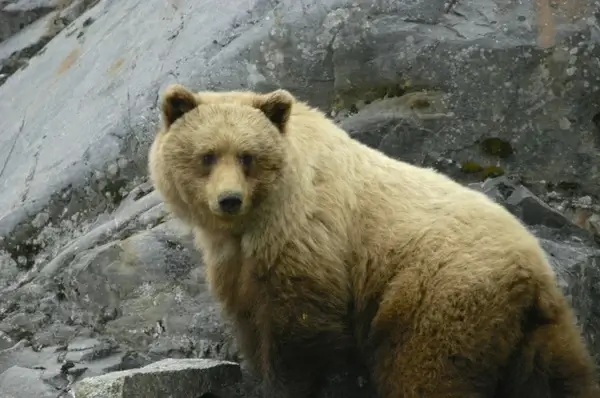 glacier bay alaska brown bear