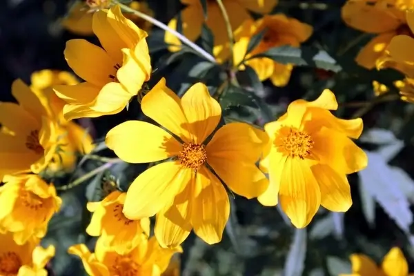 glorious wildflowers