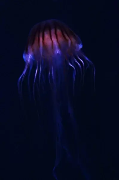 glowing jellyfish
