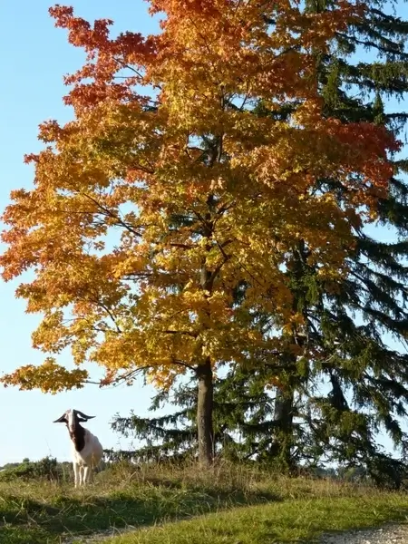 goat idyll autumn