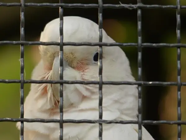 goffins cockatoo cacatua goffiniana cockatoo