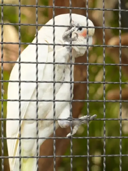 goffins cockatoo cacatua goffiniana cockatoo