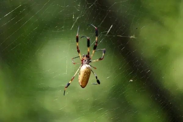 golden silk spider nephila clavipes gold web