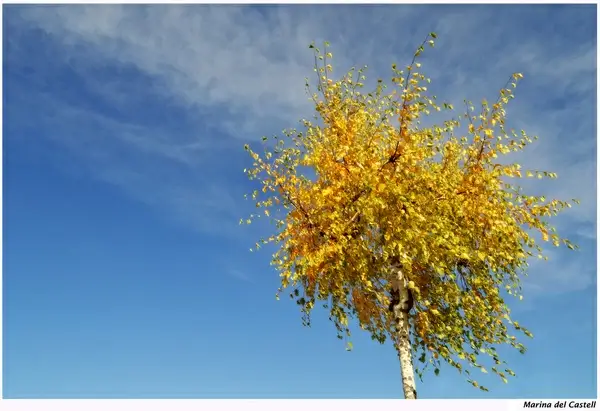 golden tree