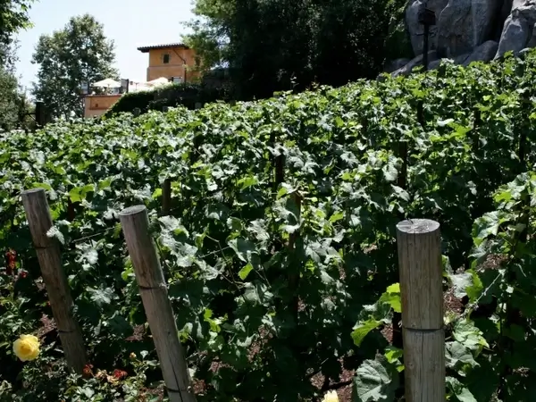 golden vine vineyard