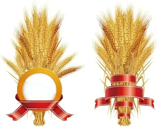 golden wheat with ribbon vector
