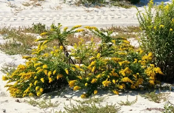 goldenrod solidago plant