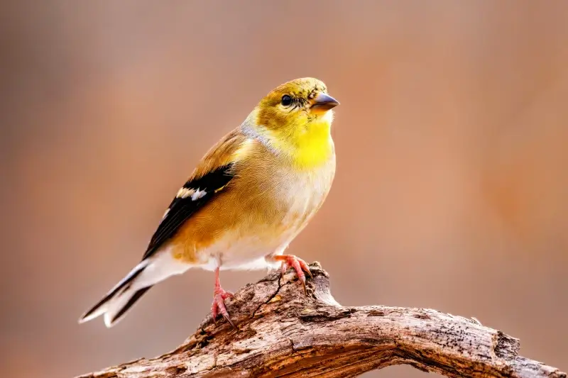 goldfinches bird picture elegant cute closeup 