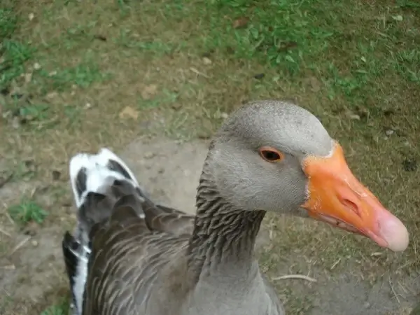goose gander pets
