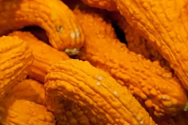 gourds with warts