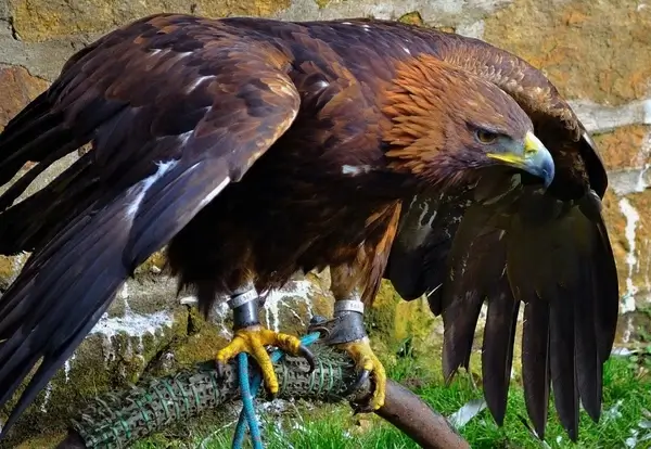 grace golden eagle