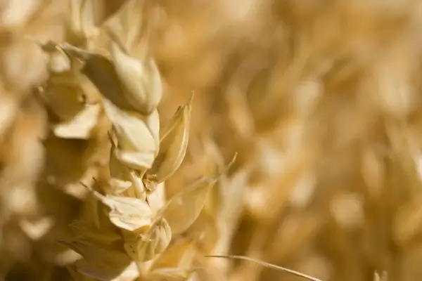 grain