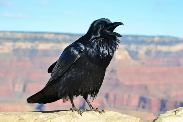 grand canyon raven at hopi point 0081