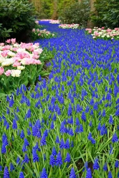 grape hyacinths