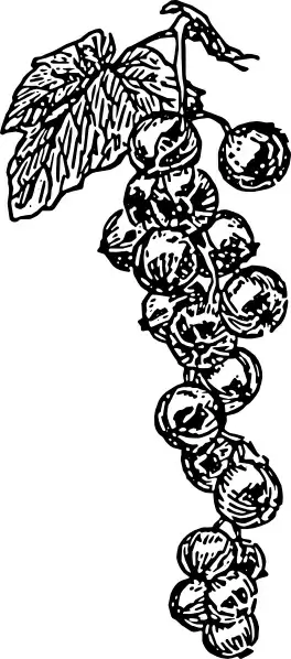 Grape Vine clip art