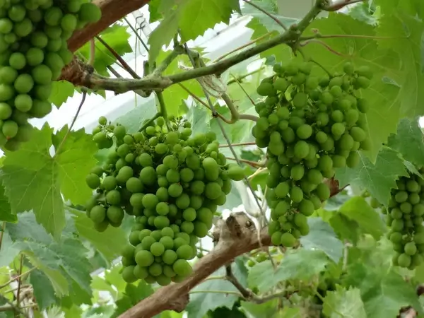 grapes