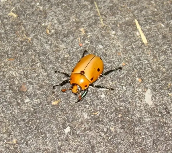 grapevine beetle