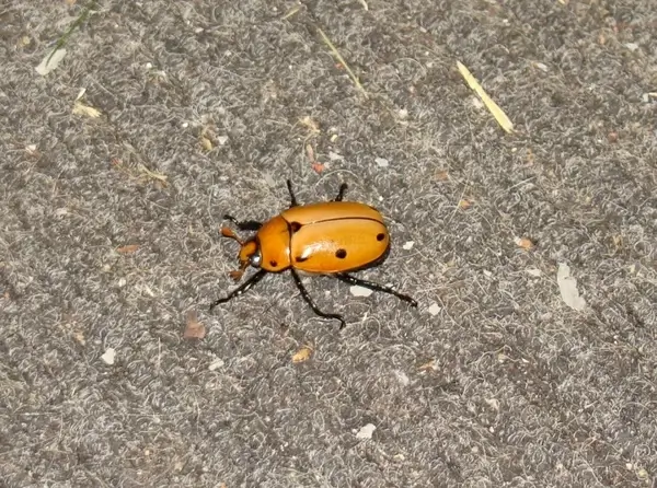 grapevine beetle sideview