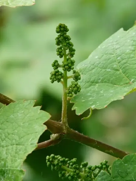grapevine vitis vinifera wine