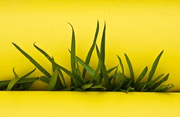 grass